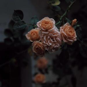 热九九99香蕉精品
